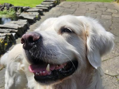 Marley - Golden Retriver for stud