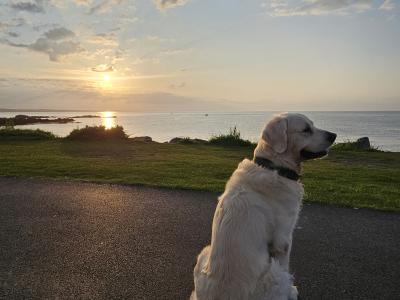 Marley - Golden Retriver for stud