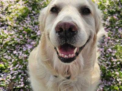 Marley - Golden Retriver for stud