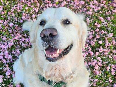 Marley - Golden Retriver for stud
