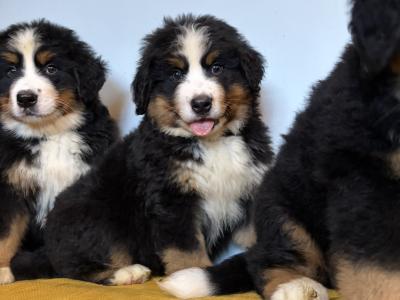IKC Registered Bernese Mountain Dogs