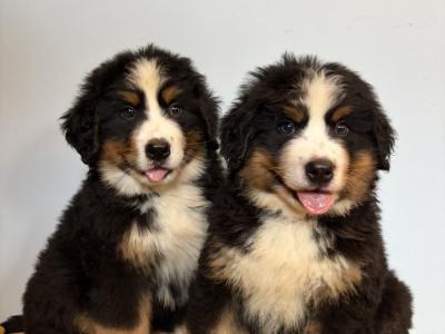 IKC Registered Bernese Mountain Dogs