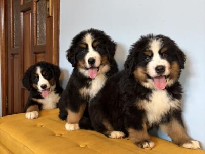 IKC Registered Bernese Mountain Dogs