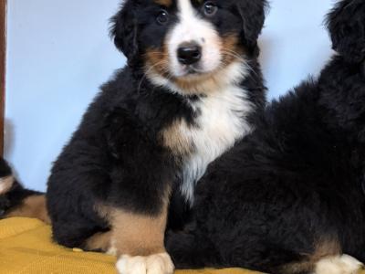 IKC Registered Bernese Mountain Dogs