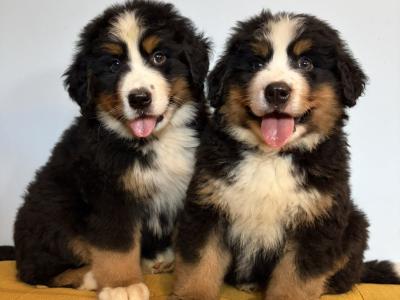 IKC Registered Bernese Mountain Dogs
