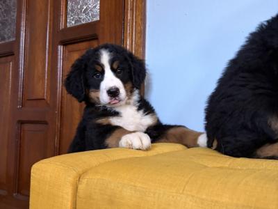 IKC Registered Bernese Mountain Dogs