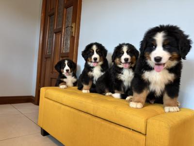 IKC Registered Bernese Mountain Dogs