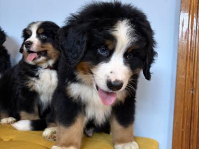 IKC Registered Bernese Mountain Dogs