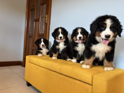IKC Registered Bernese Mountain Dogs