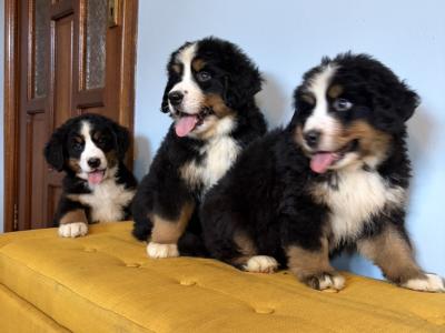 IKC Registered Bernese Mountain Dogs
