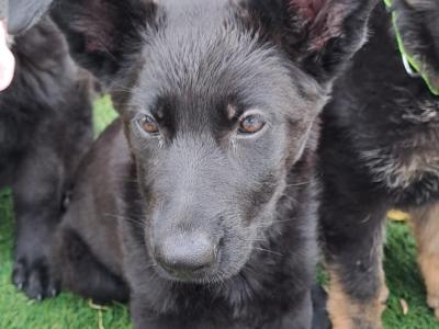 German Shepherd puppies