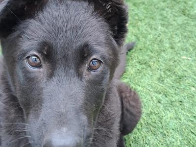 German Shepherd puppies