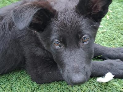 German Shepherd puppies