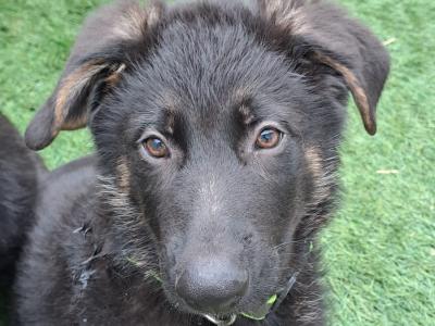 German Shepherd puppies