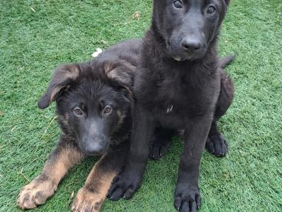 German Shepherd puppies