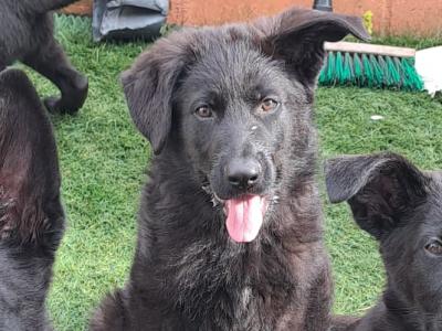 German Shepherd puppies