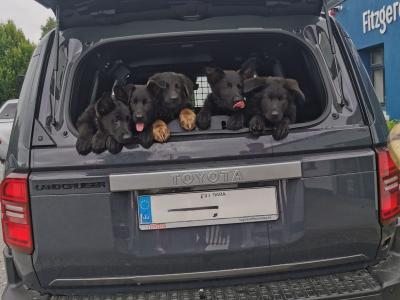 German Shepherd puppies