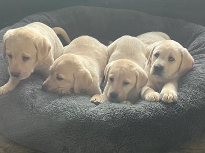 Gorgeous friendly playful pure bred lab puppies