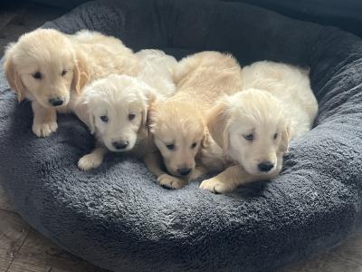 Gorgeous friendly playful pure bred lab puppies