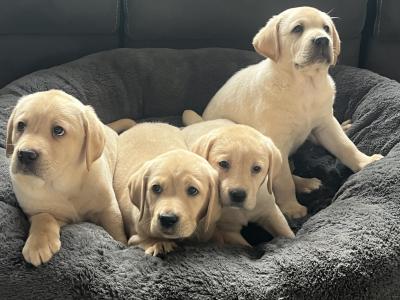 Gorgeous friendly playful pure bred lab puppies