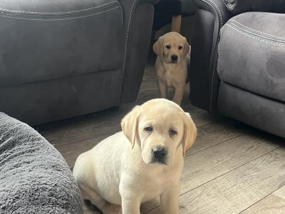 Gorgeous friendly playful pure bred lab puppies