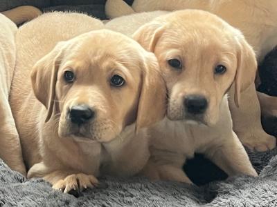 Gorgeous friendly playful pure bred lab puppies