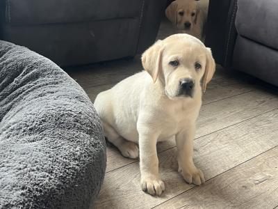 Gorgeous friendly playful pure bred lab puppies