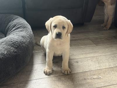 Gorgeous friendly playful pure bred lab puppies