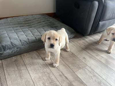Gorgeous friendly playful pure bred lab puppies