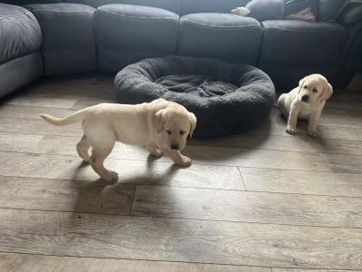 Gorgeous friendly playful pure bred lab puppies