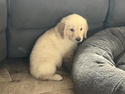 Gorgeous well bred Golden Retriever puppies
