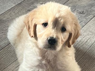 Gorgeous well bred Golden Retriever puppies