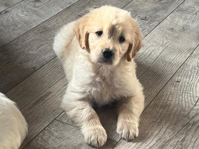 Gorgeous well bred Golden Retriever puppies in Laois