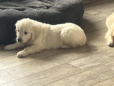 Gorgeous well bred Golden Retriever puppies