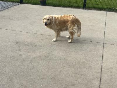 Gorgeous well bred Golden Retriever puppies