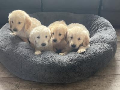Gorgeous well bred Golden Retriever puppies