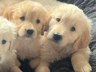 Gorgeous well bred Golden Retriever puppies