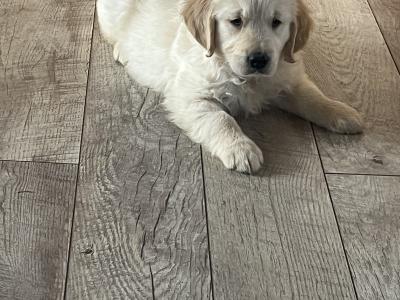 Gorgeous well bred Golden Retriever puppies