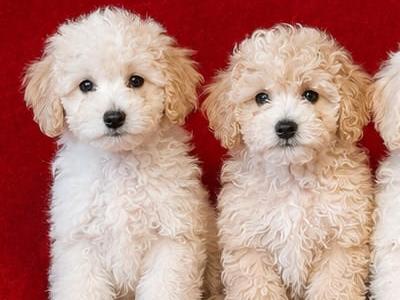 Poochon Puppies **only 2 left**