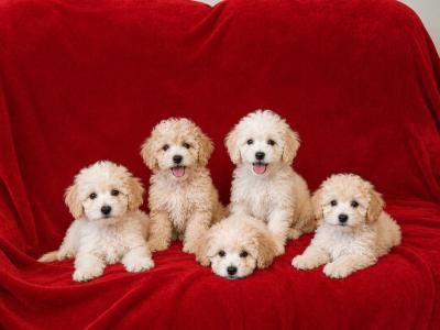 Poochon Puppies **only 2 left**