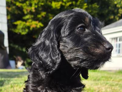 Black Cockapoo puppies in Wexford – Loving Homes Wanted! 🐶