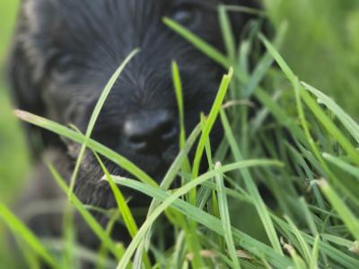 Black Cockapoo puppies in Wexford – Loving Homes Wanted! 🐶