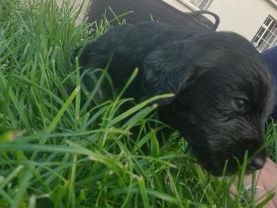 Black Cockapoo puppies in Wexford – Loving Homes Wanted! 🐶