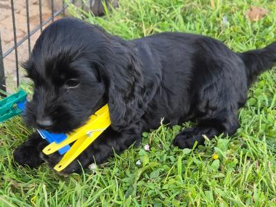 Black Cockapoo puppies in Wexford – Loving Homes Wanted! 🐶