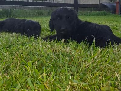 Black Cockapoo puppies in Wexford – Loving Homes Wanted! 🐶