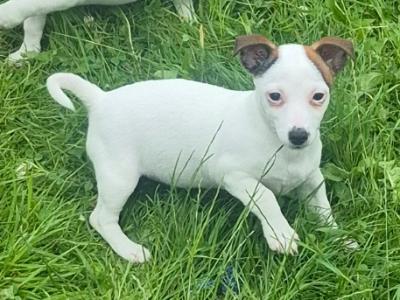Jack Russell puppies in Roscommon 0861650340