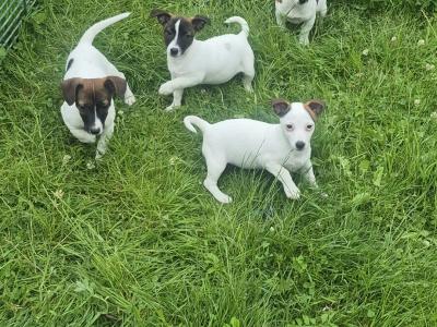 Jack Russell puppies 0861650340