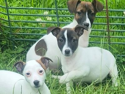 Jack Russell puppies 0861650340