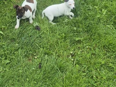 Jack Russell puppies 0861650340