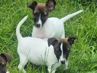 Jack Russell puppies 0861650340